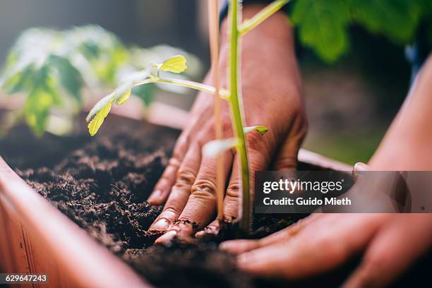 woman planting. - hand close up bildbanksfoton och bilder