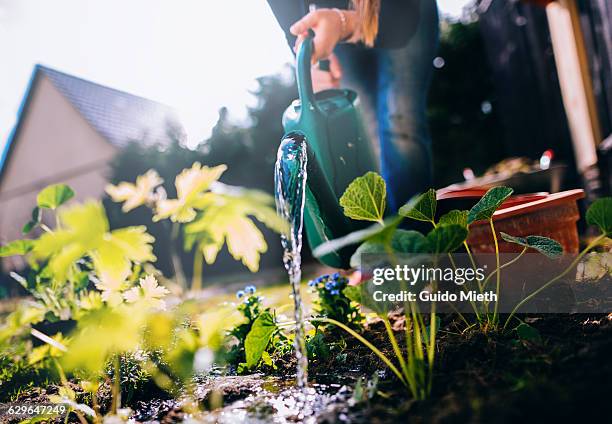 woman watering plants. - water geven stockfoto's en -beelden