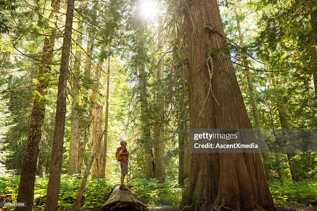 Wandern in einem gemäßigten Regenwald