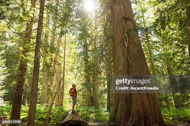 hiking in a temperate rainforest - god sky stock pictures, royalty-free photos & images