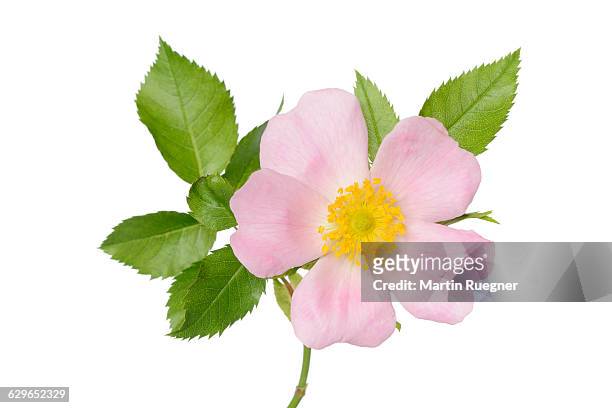 dog-rose (rosa canina). - ca nina stock pictures, royalty-free photos & images