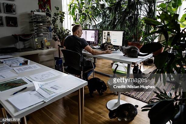 man working at desk surrounded by cats - person surrounded by computer screens stock pictures, royalty-free photos & images