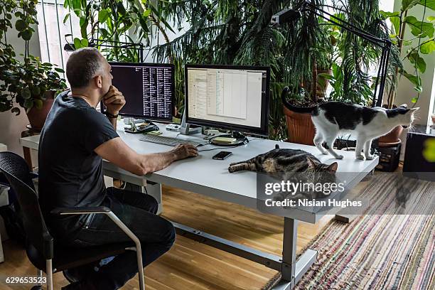 man working at desk surrounded by cats - person surrounded by computer screens stock pictures, royalty-free photos & images