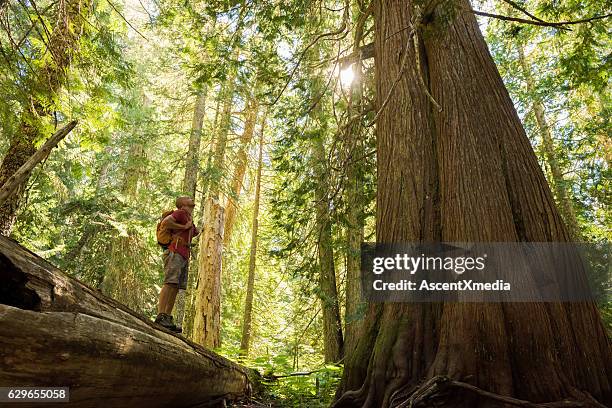 hiking in a temperate rainforest - gematigd regenwoud stockfoto's en -beelden
