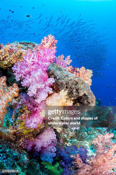 corals and arrows - blackfin barracuda stock pictures, royalty-free photos & images