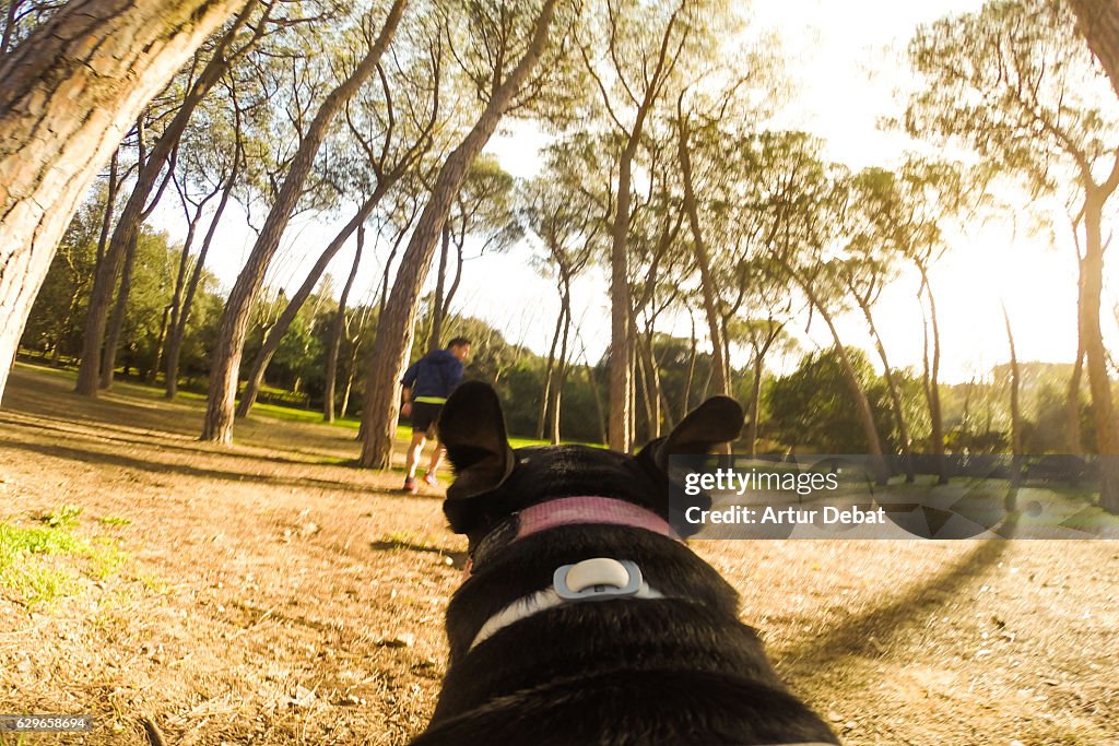 Happy dog running free with camera attached on the his back showing the dog personal point of view during a walk in the woods with nice sunlight.
