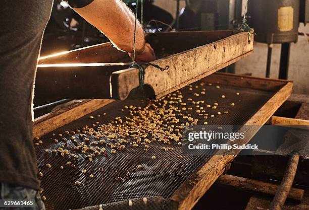 coffee farmer working with coffee beans & cherries - costa rica coffee stock pictures, royalty-free photos & images