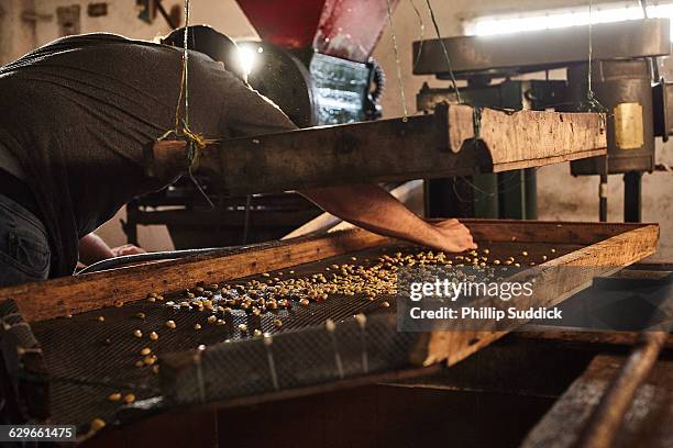 coffee farmer working with coffee beans & cherries - costa rica coffee stock pictures, royalty-free photos & images