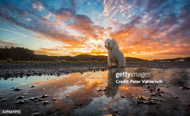 bichon frisé reflected in water during sunset - raggig bildbanksfoton och bilder