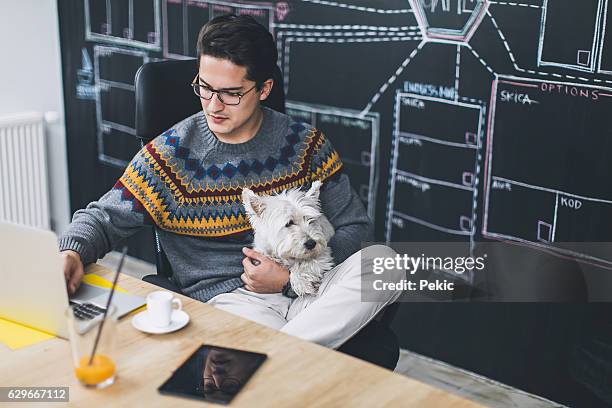 man working in office and holding his cute dog - west highland white terrier stock pictures, royalty-free photos & images