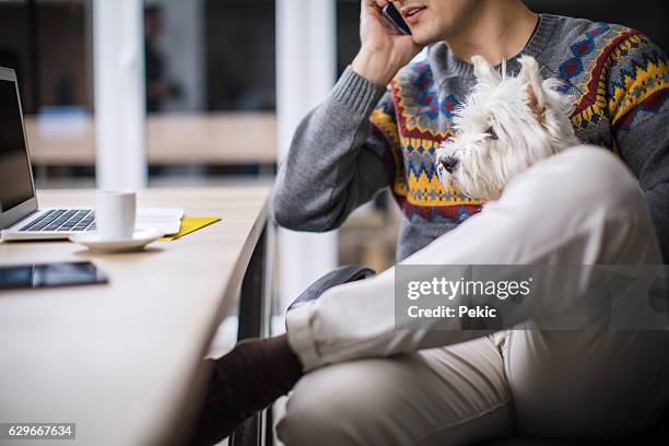 man working in office and holding his cute dog - west highland white terrier stock pictures, royalty-free photos & images