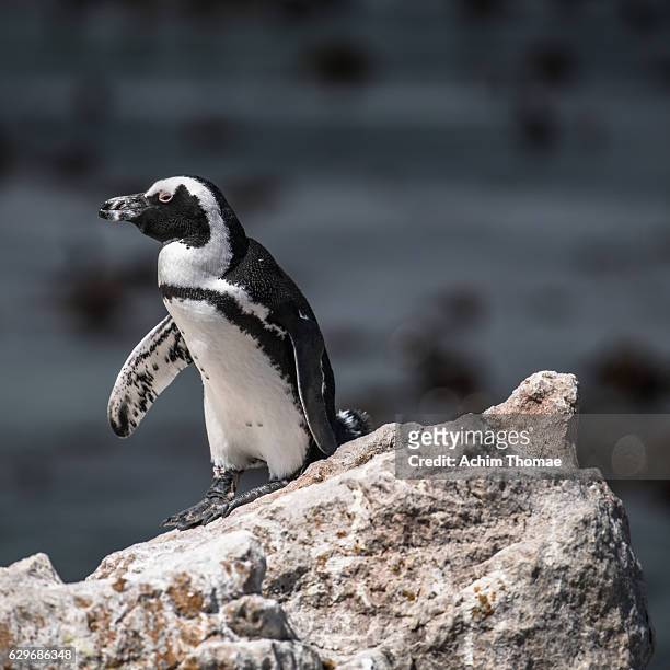 jackass penguin at boulders beach, south africa, africa - african penguin stock-fotos und bilder