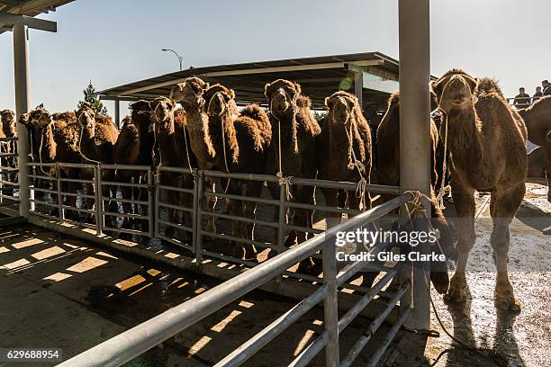 Altyn Asyr is the largest market in Turkmenistan, and the fifth-largest in Central Asia. It is located in the outskirts of Ashgabat, in the...