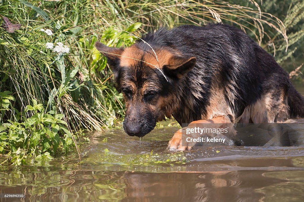 German shepherd dog catches fish in the lake