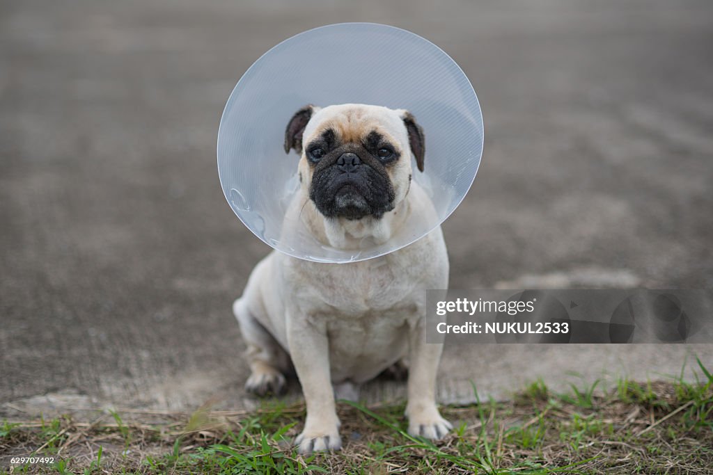 Pug dog while wearing Elizabethan collar