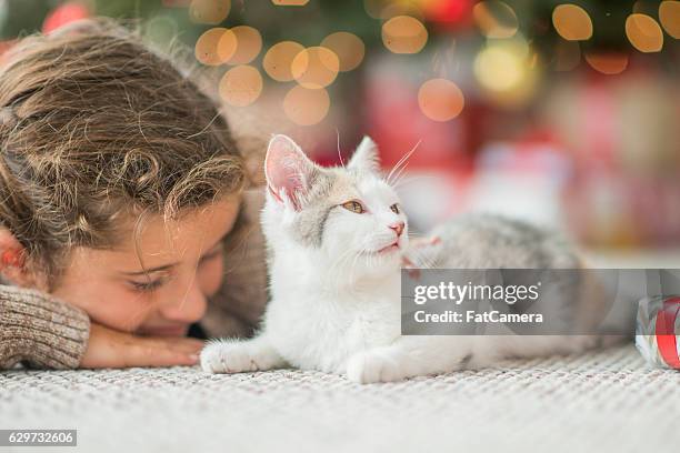 christmas kitten - christmas kittens 個照片及圖片檔