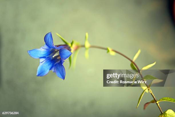 blue gentian against green background, close-up, selective focus. - genziana foto e immagini stock