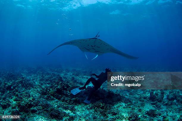 manta ray - ari atoll stock pictures, royalty-free photos & images