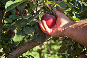 Worker picking Italian typical apples