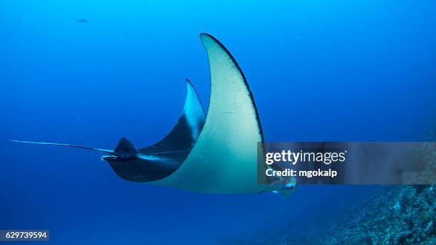 manta alfredi swimming elegantly - vilamendhoo stock-fotos und bilder