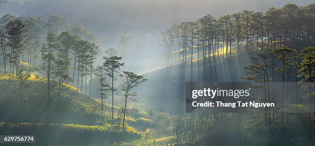 panorama of forest in sun ray - vietnam jungle stock pictures, royalty-free photos & images