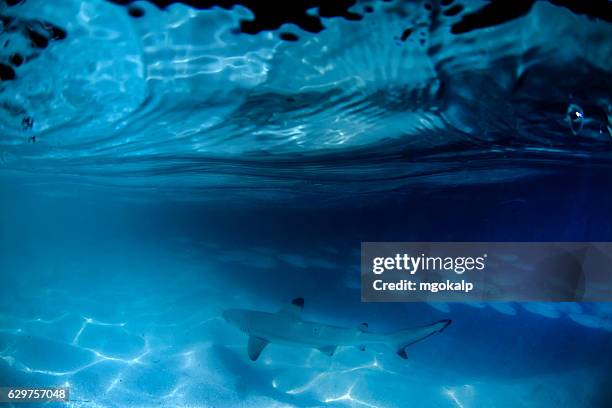 juvenile blacktips under the dock - vilamendhoo stock-fotos und bilder