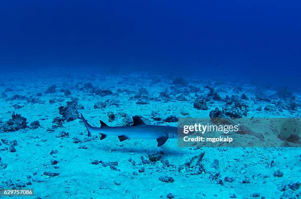 white tip shark - vilamendhoo stock-fotos und bilder