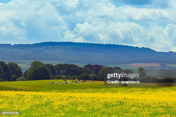 landscape in county limerick, ireland - verwaltungsbezirk county limerick stock-fotos und bilder