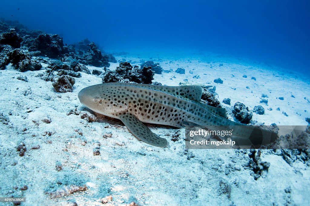Neopard Shark Leopard Shark High-Res Stock Photo - Getty Images