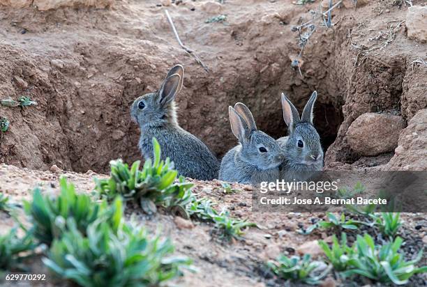 group of rabbits juveniles going out of his burrow,  considered as plague. ( species oryctolagus cuniculus.) - rabbit burrow stock-fotos und bilder