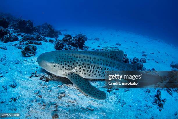 leopard shark - vilamendhoo stock-fotos und bilder