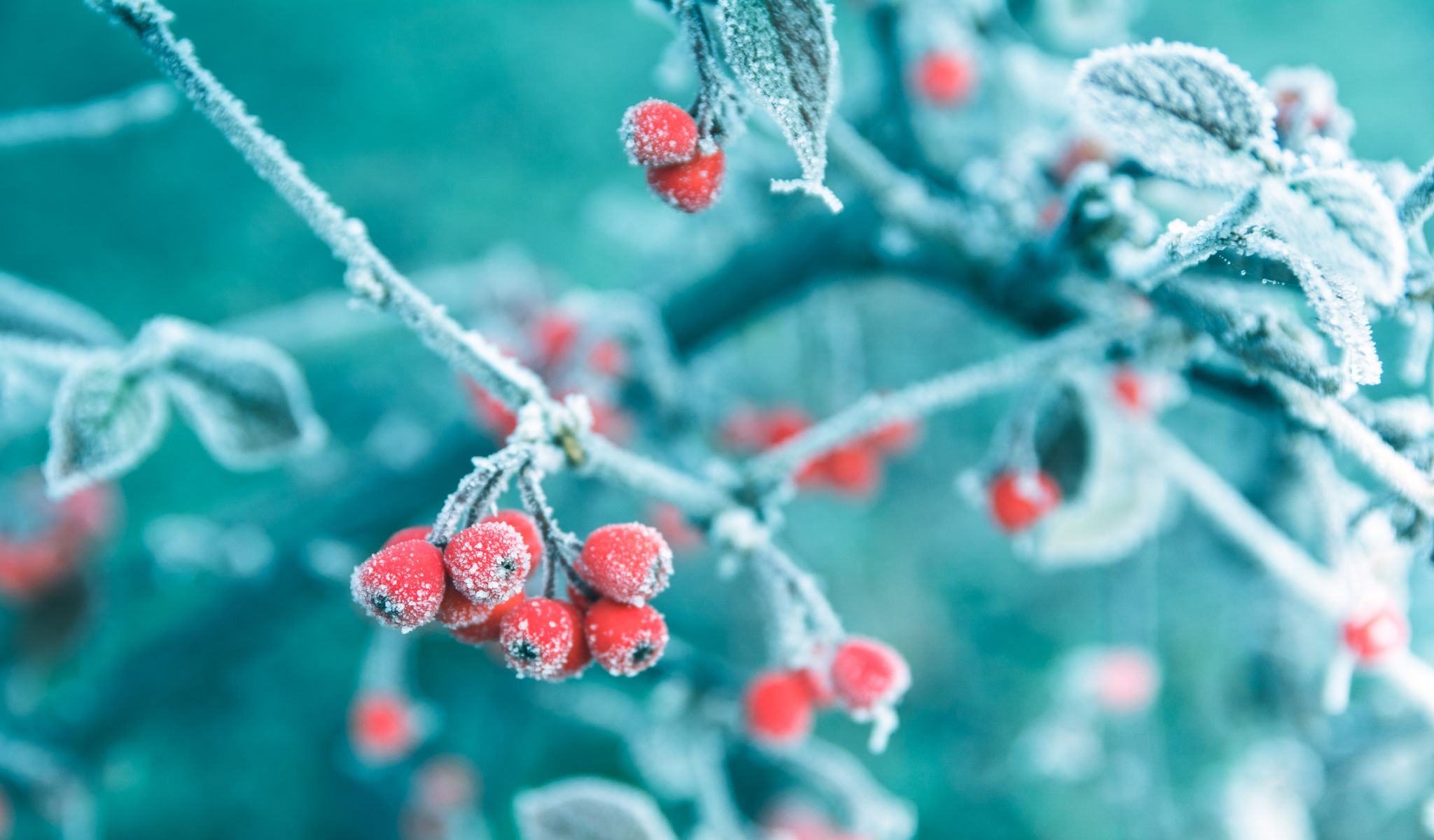 holly leaves