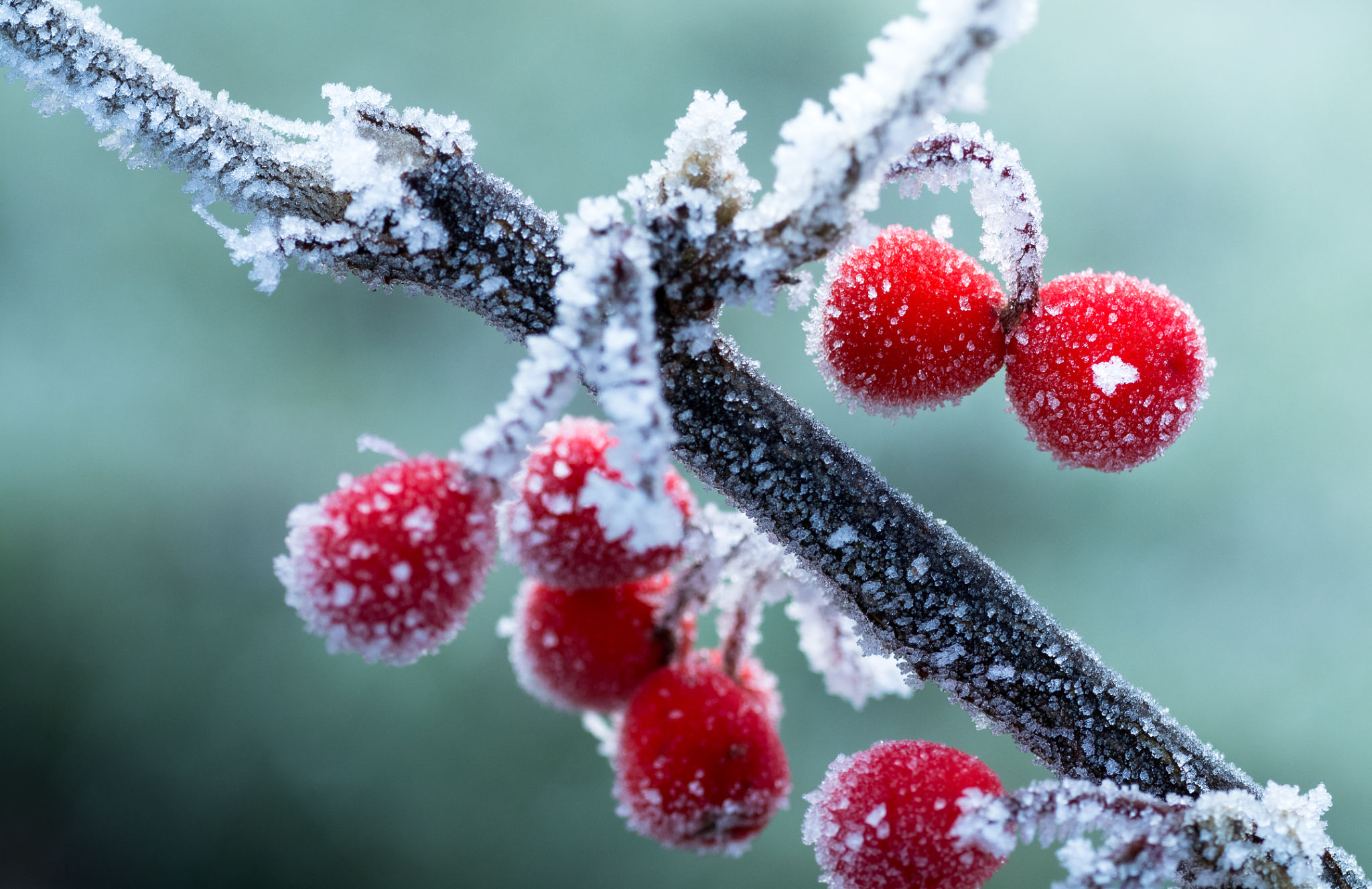 Frosted Red Berries, Winter Background Frosted Red Berries, Winter Background