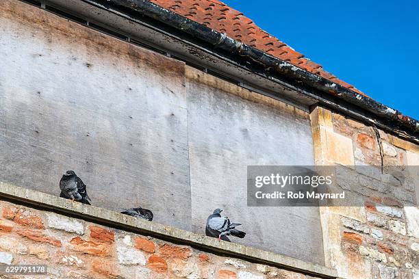 birds stand - three animals stock pictures, royalty-free photos & images