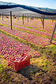 Italian typical apples plantation