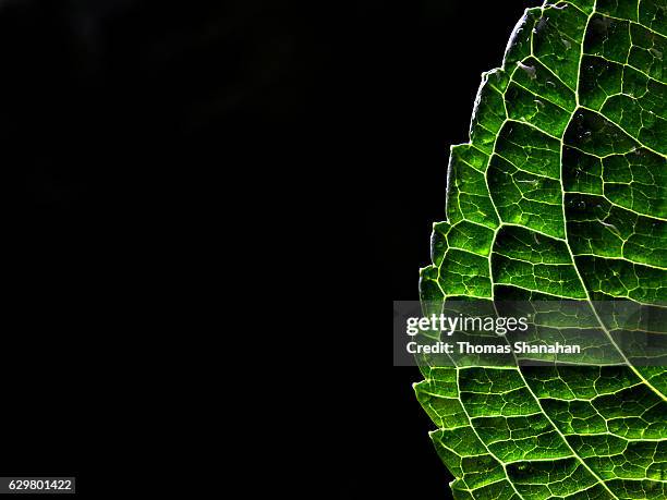 folha de iluminação de fundo - nervura de folha - fotografias e filmes do acervo