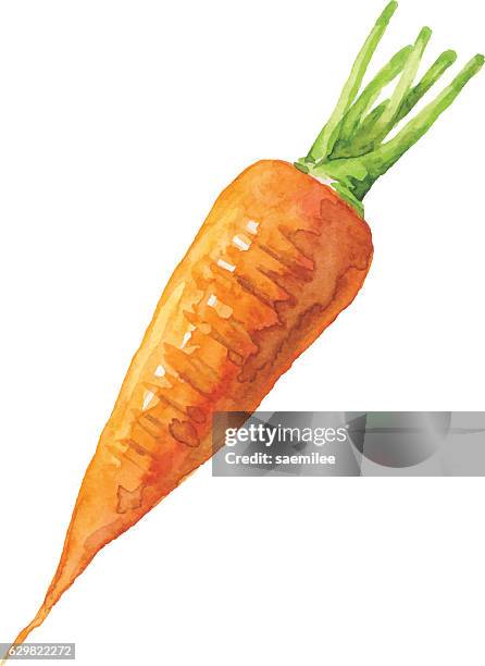 ilustraciones, imágenes clip art, dibujos animados e iconos de stock de acuarela zanahoria - carrot