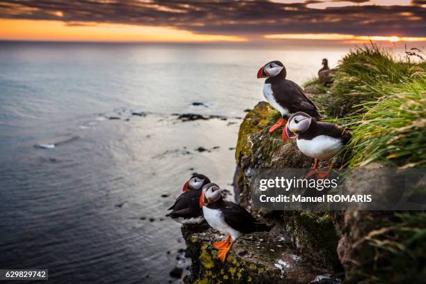 puffins at sunset - iceland stock pictures, royalty-free photos & images