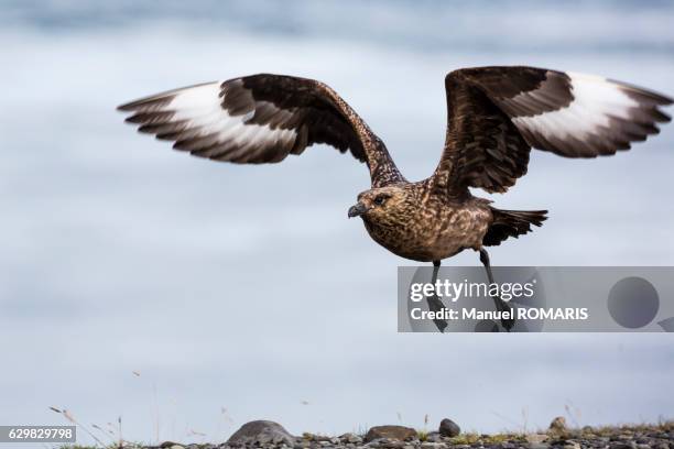 arctic skua - arctic skua stock pictures, royalty-free photos & images