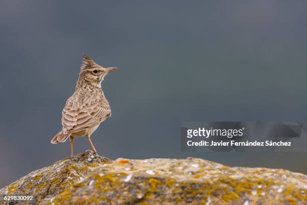 a crested lark (galerida cristata) perched on a rock covered with lichens. - galerida cristata stock pictures, royalty-free photos & images