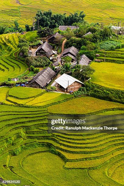 green rice fields - hmong village stock pictures, royalty-free photos & images
