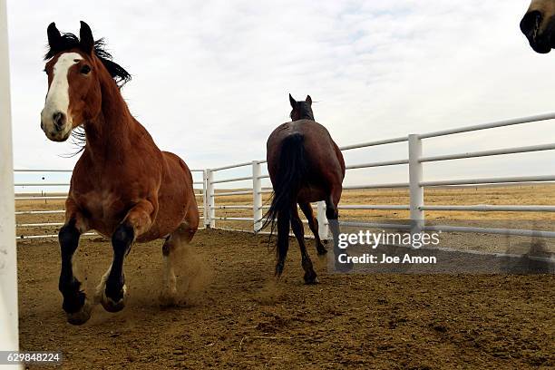 149 Rambunctious Stock Photos, High-Res Pictures, and Images - Getty Images