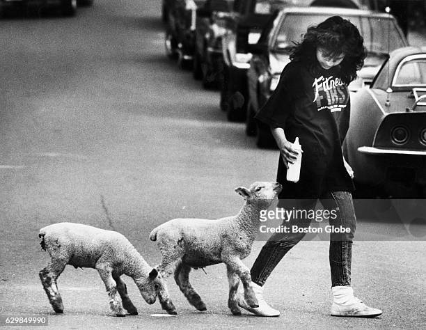 Lambs Ajax and Joey, both four weeks old, trail Mary Luz McKenna en route to Nathan Tufts Park in Somerville, Mass. On April 28, 1989. McKenna was...