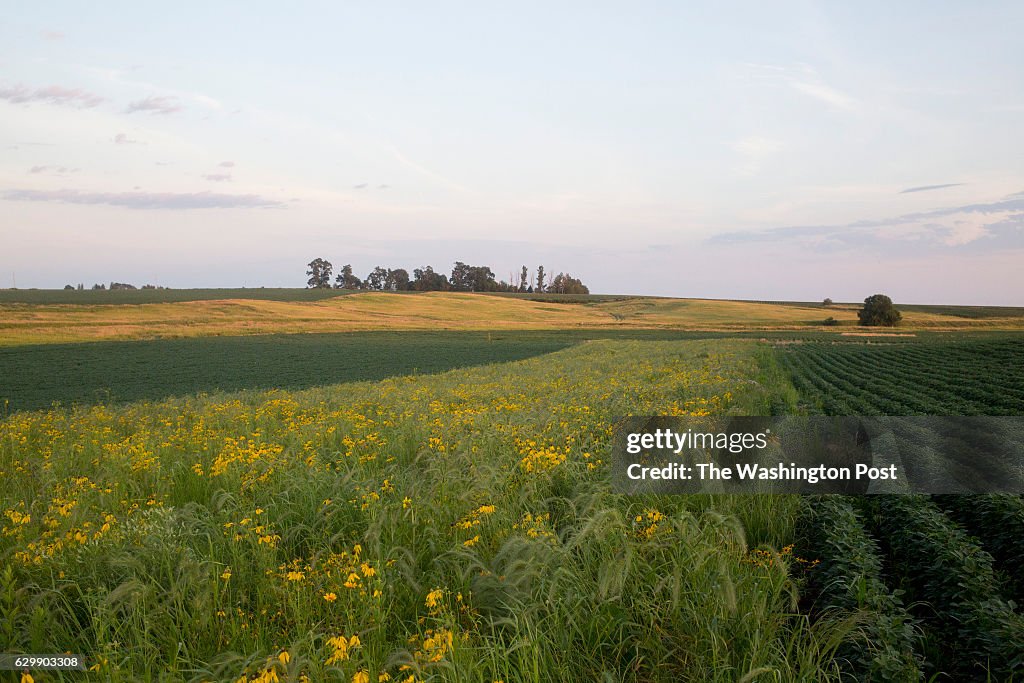 Farming Iowa's Prairie Strips