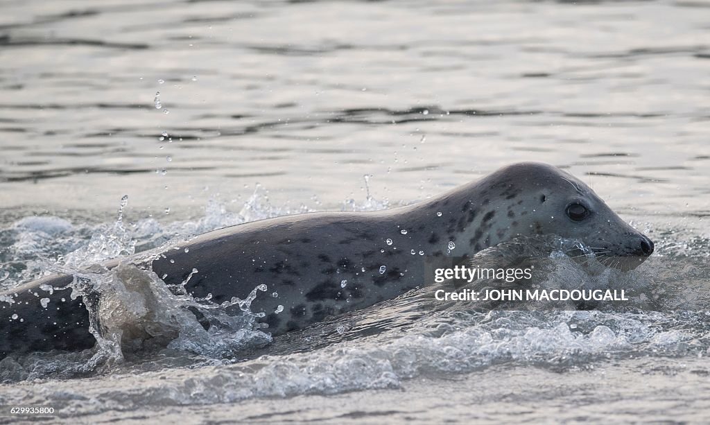 GERMANY-ANIMAL-ENVIRONMENT-SEAL