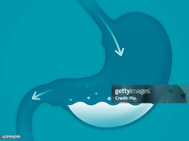 stockillustraties, clipart, cartoons en iconen met stomach - fundus of stomach