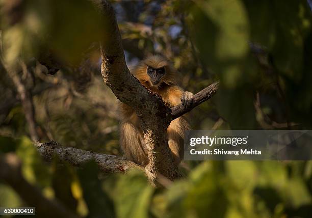 68 Golden Langur Stock Photos and High-Res Images - Getty Images
