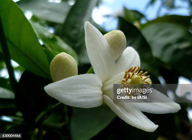 fragrance of orange blossom in springtime - orange blossom fotografías e imágenes de stock