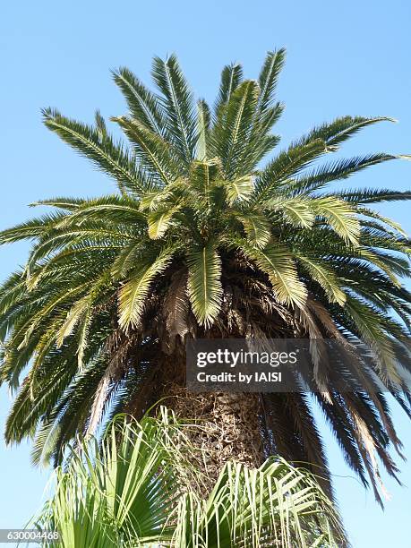 Palm Tree Renaissance 493 Mediterranean Revival Stock Photos, High-Res Pictures, and Images ...