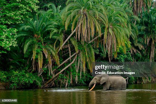 African forest elephant in Lekoli River, Odzala-Kokoua National Park, Cuvette-Ouest Region, Republic of the Congo.